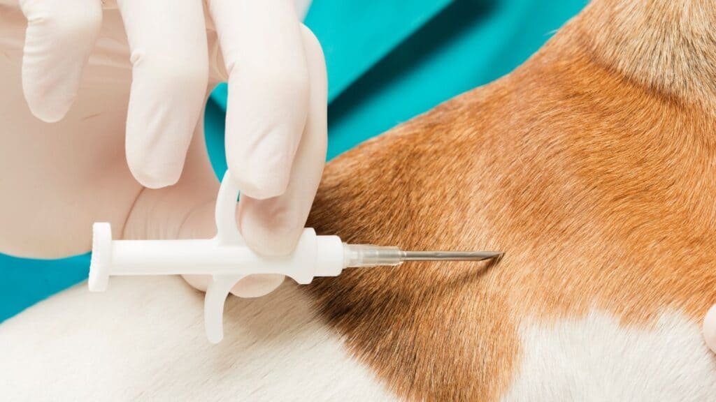 Microchipping procedure