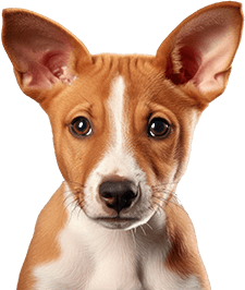 Dog Insurance