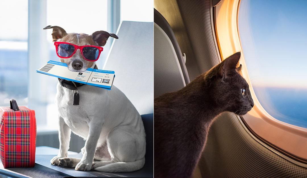 Pets traveling by flight